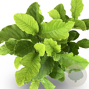 Magnolia kobus 60-80 cm 4,0L