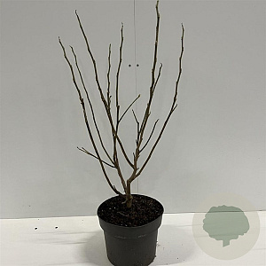 Magnolia stellata 40-60 cm 4,0L