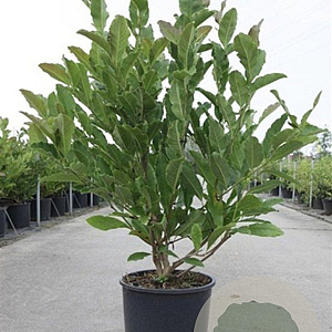 Magnolia stellata 80-100 cm 12L