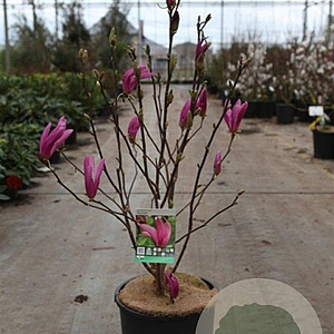 Magnolia 'Susan' 80-100 cm 12L