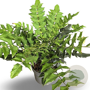 Mahonia media 'Winter Sun' 30-40 cm 4,0L