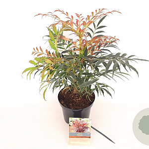 Mahonia Meteor 30-40 cm 3,0L