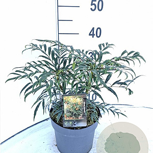 Mahonia Volcano 30-40 cm 3,0L