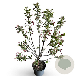 Malus 'Evereste' 60-80 cm 4,0L