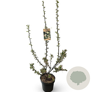 Malus 'Evereste' 100-150 cm 12L