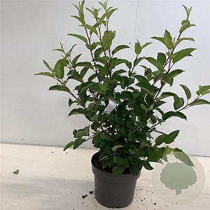 Malus 'Red Sentinel' 80-100 cm 4,0L