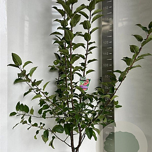 Malus 'Red Sentinel' 100-120 cm 10L