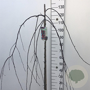 Malus 'Royal Beauty' 120 cm stam 10L