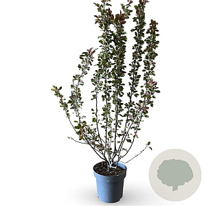 Malus toringo 'Scarlett' 100-150 cm 12L