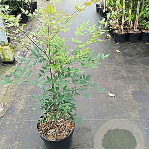 Nandina domestica 60-80 cm 7,5L