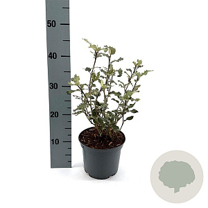 Olearia macrodonta 25-30 cm 2,0L