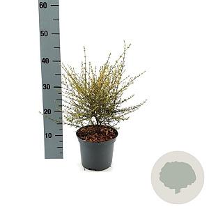 Olearia solandri 'Aurea' 30-40 cm 2,0L