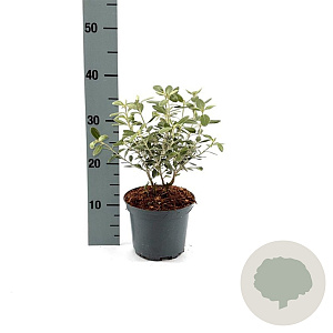 Olearia traversii 30-40 cm 2,0L