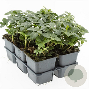 Pachysandra terminalis 10-20 cm P9