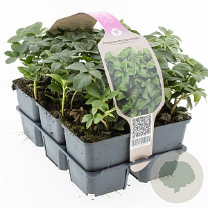 Pachysandra terminalis GM sixpack