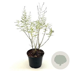 Perovskia 'Blue Haze' 30-40 cm 2,0L