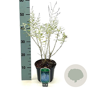 Perovskia 'Blue Haze' 30-40 cm 2,0L