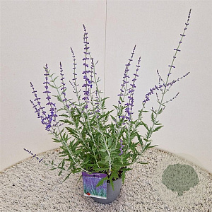 Perovskia 'Blue Spire' 40-45 cm 2,5L