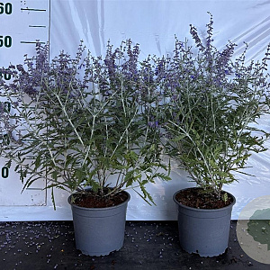 Perovskia 'Blue Spire' 40-60 cm 2,0L