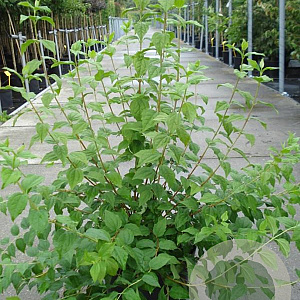 Philadelphus 'Belle Etoile' 80-100 cm 12L
