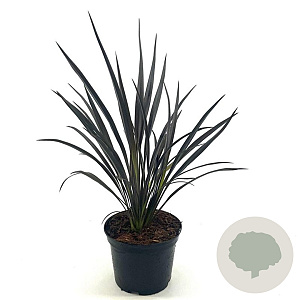 Phormium 'Back in Black' 30-40 cm 2,0L