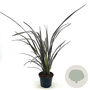 Phormium 'Dark Delight' 40-50 cm 2,0L