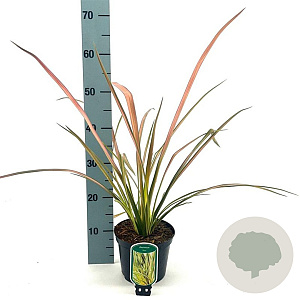 Phormium 'Duet' 30-40 cm 2,0L