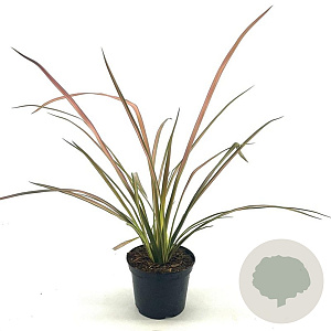 Phormium 'Duet' 30-40 cm 2,0L