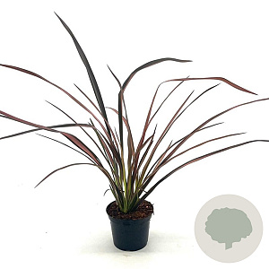 Phormium 'Evening Glow' 30-40 cm 2,0L
