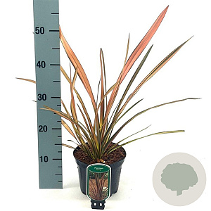 Phormium 'Flamingo' 30-40 cm 2,0L
