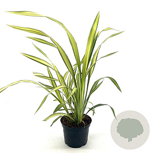 Phormium 'Gold Sword' 30-35 cm 2,0L