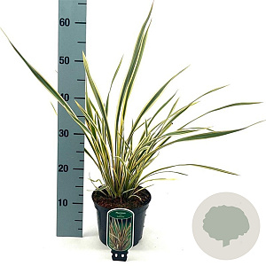 Phormium 'Golden Ray' 30-40 cm 2,0L