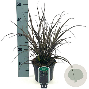 Phormium 'Jack Spratt' 25-30 cm 2,0L