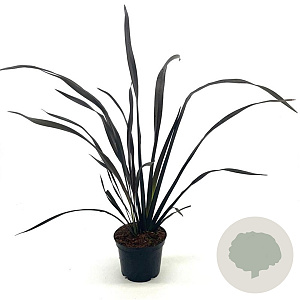Phormium 'Platt's Black' 20-30 cm 2,0L
