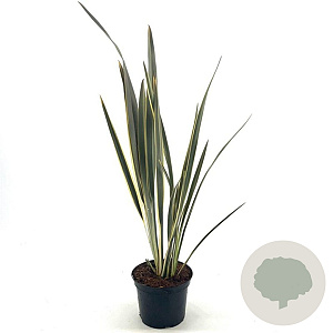 Phormium tenax Brown Sugar 30-40 cm 2,0L