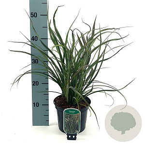 Phormium 'Tom Thumb' 25-30 cm 2,0L