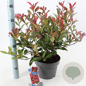 Photinia fraseri Carré Rouge 60-70 cm 5,0L