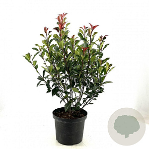 Photinia fraseri Carré Rouge 80-90 cm 10L