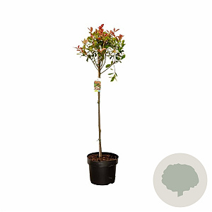 Photinia fraseri Carré Rouge 80 cm stam 10L kroon