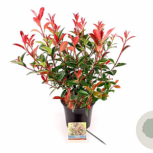 Photinia fraseri 'Carré Rouge' 40-50 cm 5,0L