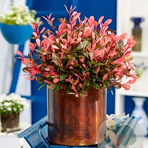 Photinia fraseri 'Little Fenna' 20-30 cm 2,0L