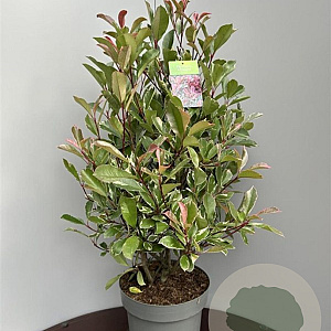 Photinia fraseri Pink Marble 70-80 cm 15L