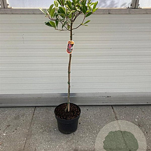 Photinia fraseri Pink Marble 80 cm stam 10L kroon