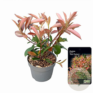 Photinia fraseri 'Red Robin' 30-40 cm 2,0L