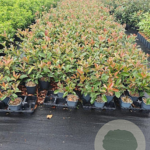 Photinia fraseri 'Red Robin' 30-40 cm 2,0L