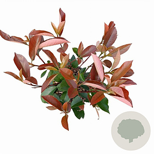 Photinia fraseri 'Red Robin' 30-40 cm 2,0L