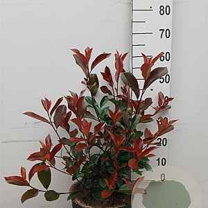 Photinia fraseri 'Red Robin' 60-80 cm 10L