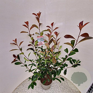 Photinia fraseri 'Red Robin' 90-100 cm 5,0L