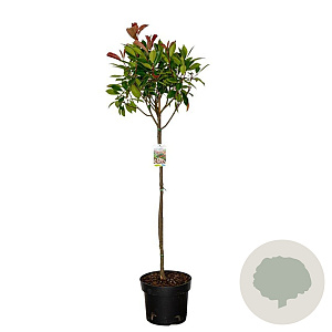 Photinia fraseri 'Red Robin' 80 cm stam 10L bol