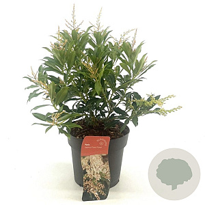 Pieris 'Forest Flame' 25-30 cm 2,0L